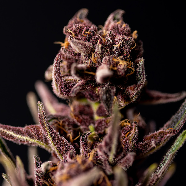 Purple Urkle (Zamnesia Seeds) feminizovaná