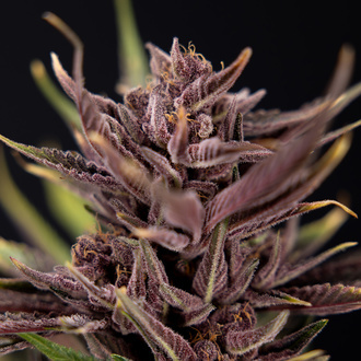Purple Urkle (Zamnesia Seeds) feminizovaná