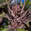 Purple Urkle (Zamnesia Seeds) feminizovaná