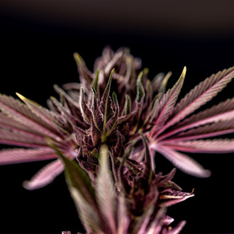 Purple Urkle (Zamnesia Seeds) feminizovaná