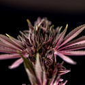Purple Urkle (Zamnesia Seeds) feminizovaná