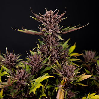 Purple Urkle (Zamnesia Seeds) feminizovaná