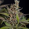 Purple Urkle (Zamnesia Seeds) feminizovaná
