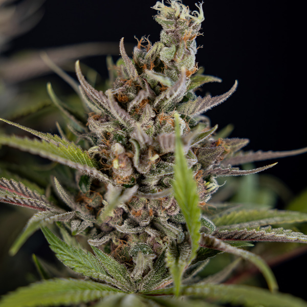 Purple Urkle (Zamnesia Seeds) feminizovaná