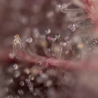 Purple Urkle (Zamnesia Seeds) feminizovaná