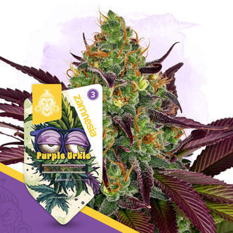 Purple Urkle Samonakv&eacute;tac&iacute; (Zamnesia Seeds) feminizovan&aacute;