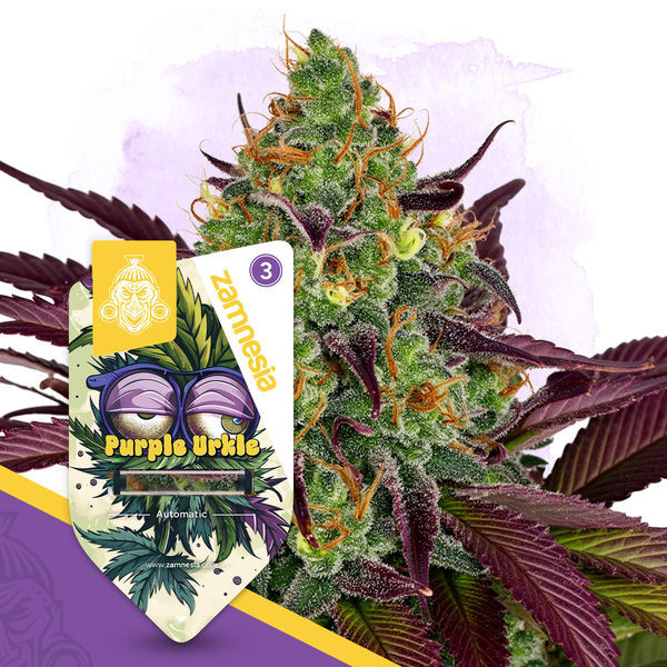 Purple Urkle Samonakvétací (Zamnesia Seeds) feminizovaná