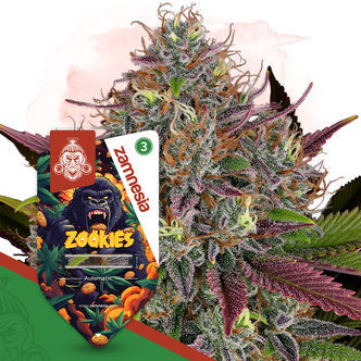 Zookies Samonakv&eacute;tac&iacute; (Zamnesia Seeds) feminizovan&aacute;