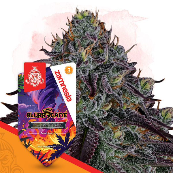 Slurricane (Zamnesia Seeds) feminizovaná