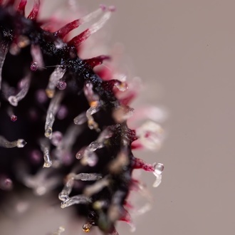 Slurricane (Zamnesia Seeds) feminizovaná