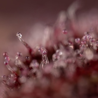 Slurricane (Zamnesia Seeds) feminizovaná