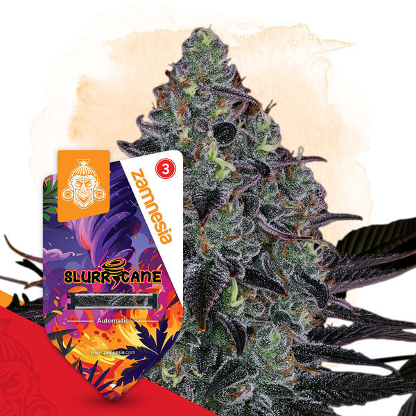 Slurricane Samonakvétací (Zamnesia Seeds) feminizovaná