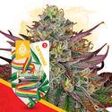 Rainbow Belts (Zamnesia Seeds) feminizovaná