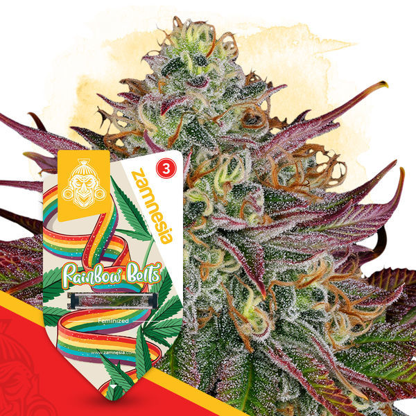 Rainbow Belts (Zamnesia Seeds) feminizovaná