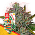 Rainbow Belts Samonakvétací (Zamnesia Seeds) feminizovaná