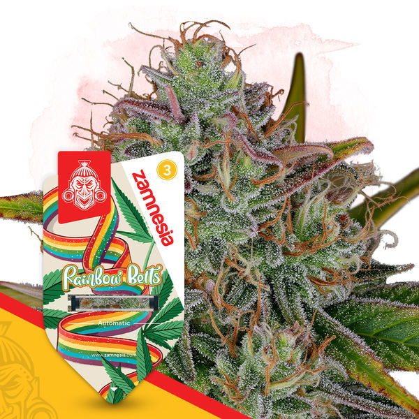 Rainbow Belts Samonakvétací (Zamnesia Seeds) feminizovaná