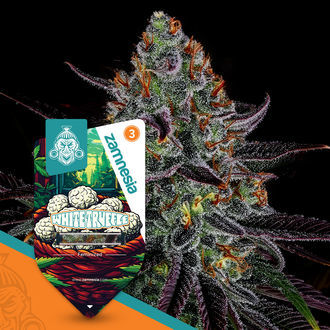 White Truffle (Zamnesia Seeds) feminizovaná