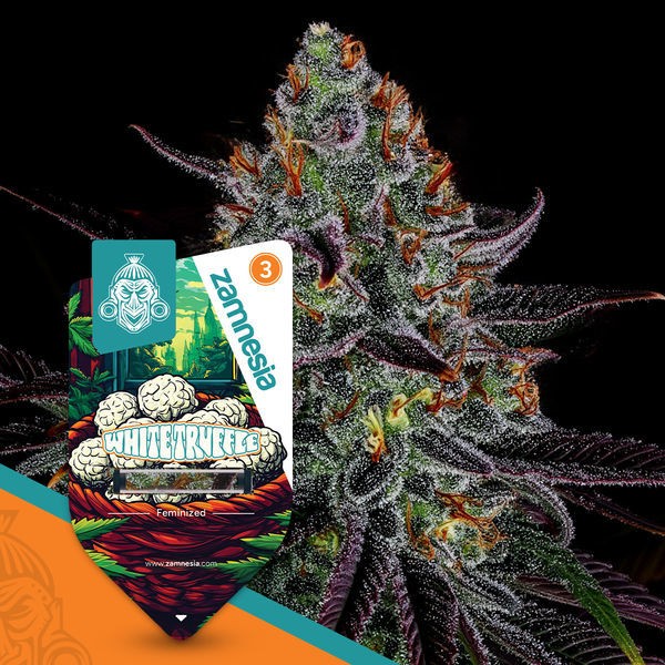 White Truffle (Zamnesia Seeds) feminizovaná