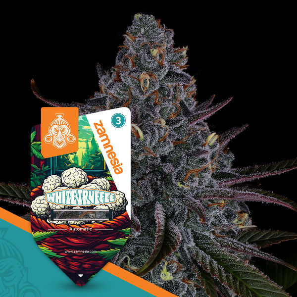 White Truffle Samonakvétací (Zamnesia Seeds) feminizovaná