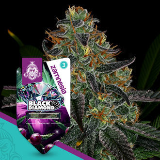 Black Diamond (Zamnesia Seeds) feminizovaná