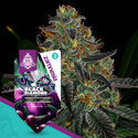 Black Diamond (Zamnesia Seeds) feminizovaná
