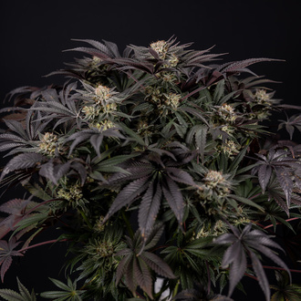 Black Diamond (Zamnesia Seeds) feminizovaná