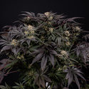 Black Diamond (Zamnesia Seeds) feminizovaná