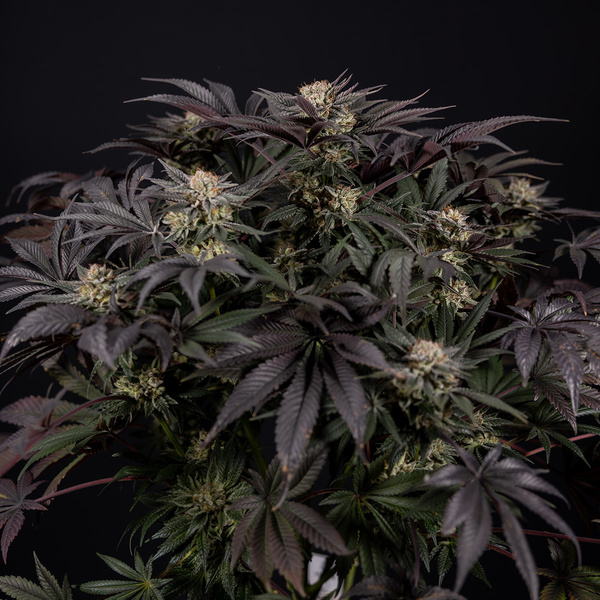 Black Diamond (Zamnesia Seeds) feminizovaná