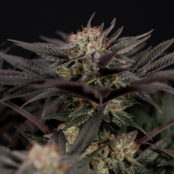 Black Diamond (Zamnesia Seeds) feminizovaná