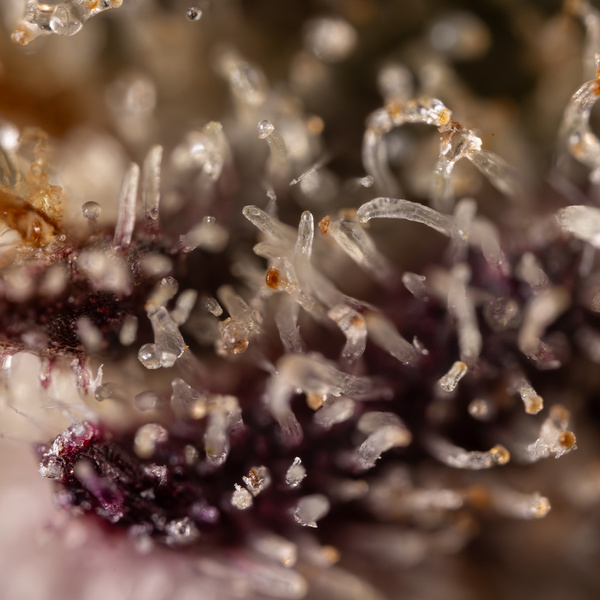 Black Diamond (Zamnesia Seeds) feminizovaná