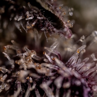 Black Diamond (Zamnesia Seeds) feminizovaná