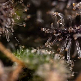 Black Diamond (Zamnesia Seeds) feminizovaná