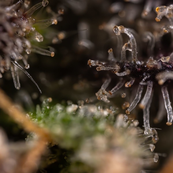 Black Diamond (Zamnesia Seeds) feminizovaná