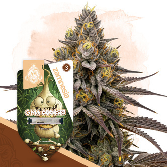 GMO Cookies (Zamnesia Seeds) feminizovan&aacute;
