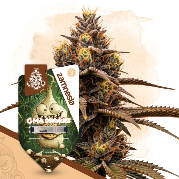 GMO Cookies Samonakvétací (Zamnesia Seeds) feminizovaná