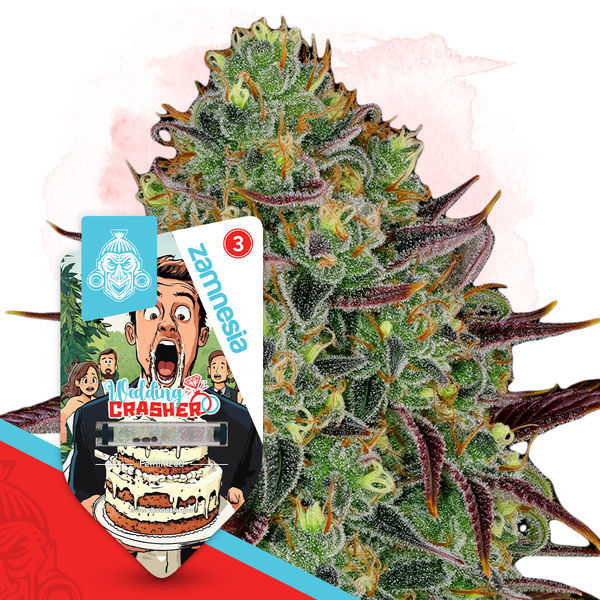 Wedding Crasher (Zamnesia Seeds) feminizovaná