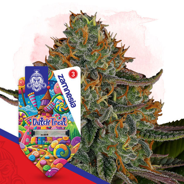 Dutch Treat (Zamnesia Seeds) feminizovaná