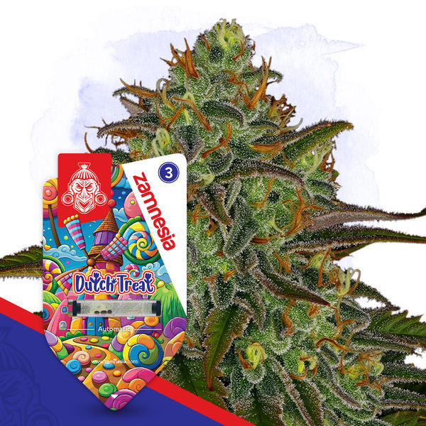 Dutch Treat Samonakvétací (Zamnesia Seeds) feminizovaná