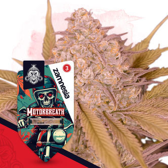 Motorbreath (Zamnesia Seeds) feminizovan&aacute;