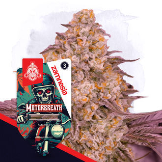 Motorbreath Samonakv&eacute;tac&iacute; (Zamnesia Seeds) feminizovan&aacute;