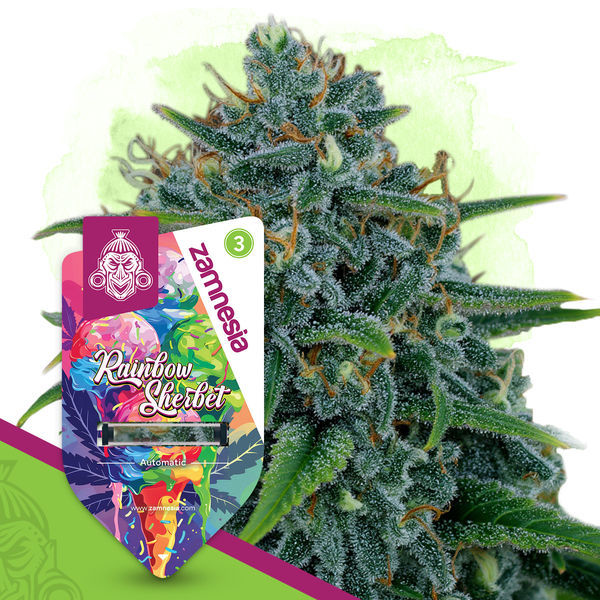Rainbow Sherbet Samonakvétací (Zamnesia Seeds) feminizovaná