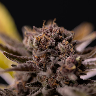 Rainbow Sherbet Samonakvétací (Zamnesia Seeds) feminizovaná