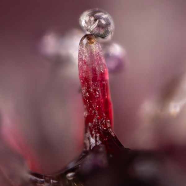 Rainbow Sherbet Samonakvétací (Zamnesia Seeds) feminizovaná