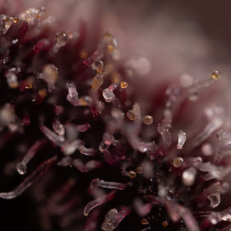 Rainbow Sherbet Samonakvétací (Zamnesia Seeds) feminizovaná