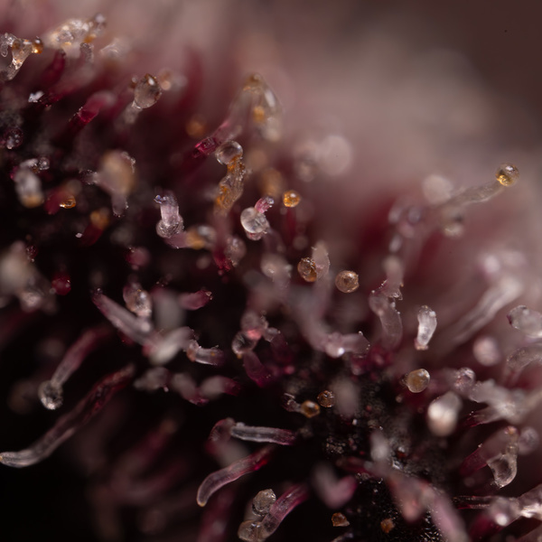 Rainbow Sherbet Samonakvétací (Zamnesia Seeds) feminizovaná