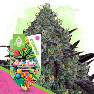 Gush Mintz (Zamnesia Seeds) feminizovan&aacute;