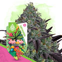 Gush Mintz (Zamnesia Seeds) feminizovaná