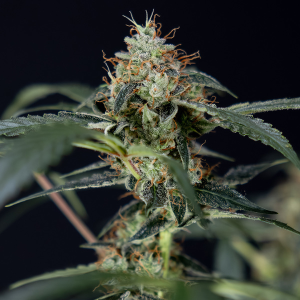 Gush Mintz Samonakvétací (Zamnesia Seeds) feminizovaná