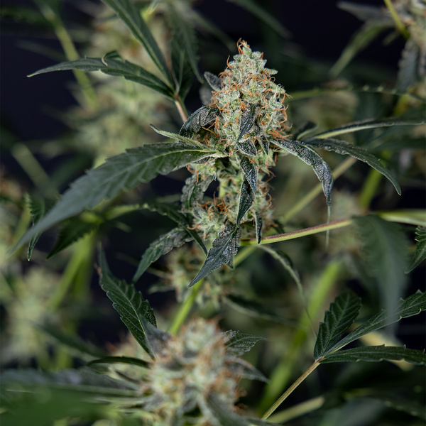 Gush Mintz Samonakvétací (Zamnesia Seeds) feminizovaná