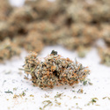 Gush Mintz Samonakvétací (Zamnesia Seeds) feminizovaná